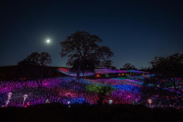 Colorful lights on a hills with trees and under the moon