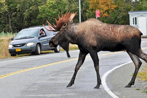 A bull moose crosses the street in Anchorage, Alaska, where wildlife are among the city's residents.