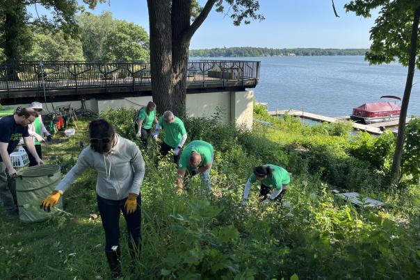 Volunteers in green shirts remove invasive species on the land surrounding Madison's lakes.