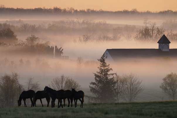Horse Farm | KY Tourism