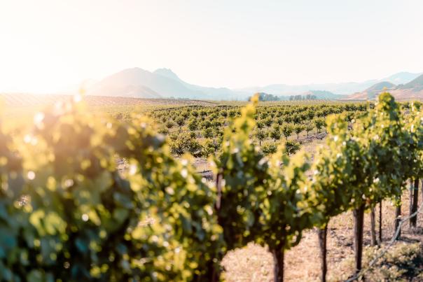 Edna Valley Vineyard Views-Blog Resize