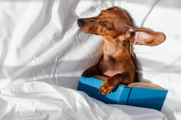 Pet-friendly hotels in Houston