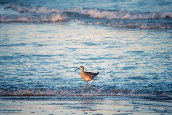 Bird with long beak and spotted feathers walking in ocean surf