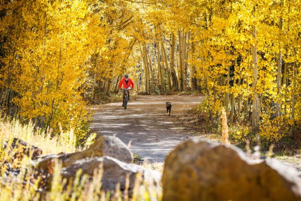 Man Biking with his Dog through Aspen Grove on Grand Mesa