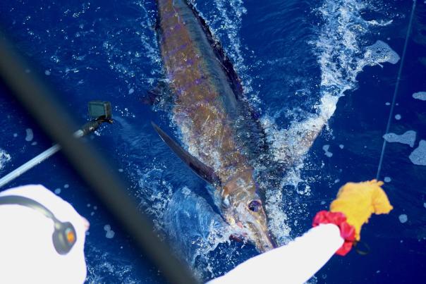 A fisherman reels in a large marlin from the back of a boat in the deep blue ocean.