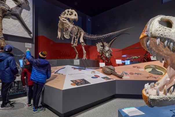 UM Museum of Natural History inside dinosaur display