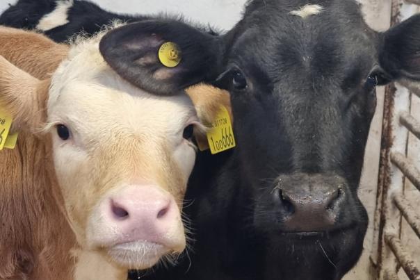 Cows at East Hull Community Farm with yellow tags on their ears