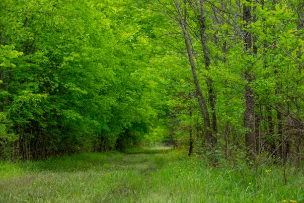 Whitaker Wildlife Preserve