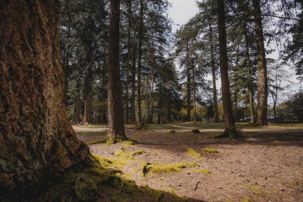 Bolderwood in the spring