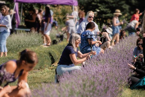 Crowd gathers outdoors around line of full bloom lavender plants at the Milan Lavender Festival