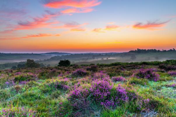 Escape to the New Forest - Heather on the hills at sunset