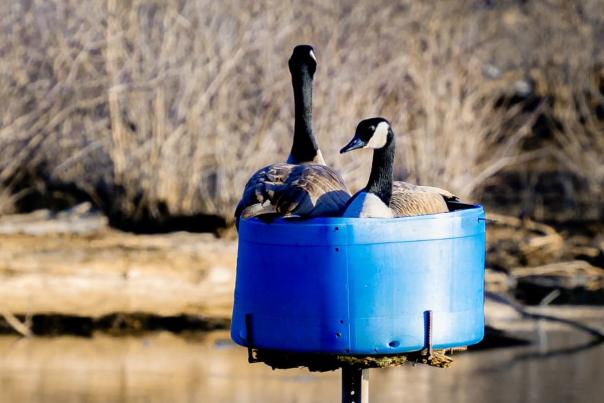 Canada Geese nesting at Eagle Marsh - @aliveinnatures