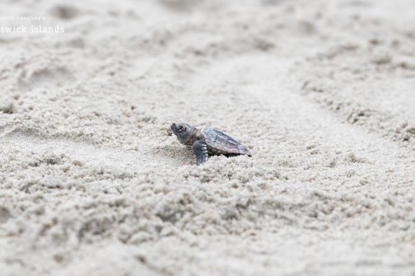 a baby sea turtle on the beach