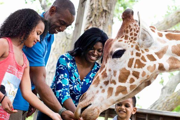 Family Time Feeding Giraffes at the Sedgwick County Zoo