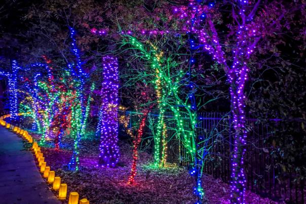 Walking Path at Botanica Illuminations 2020