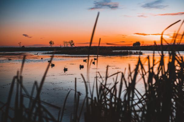 Devils Lake Duck Hunting