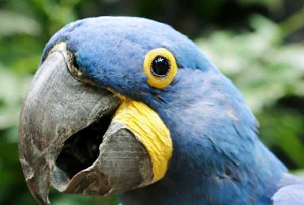 Hyacinth macaw at Dallas Zoo