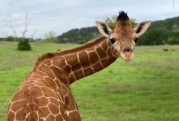 Giraffe at Fossil Rim Wildlife Center