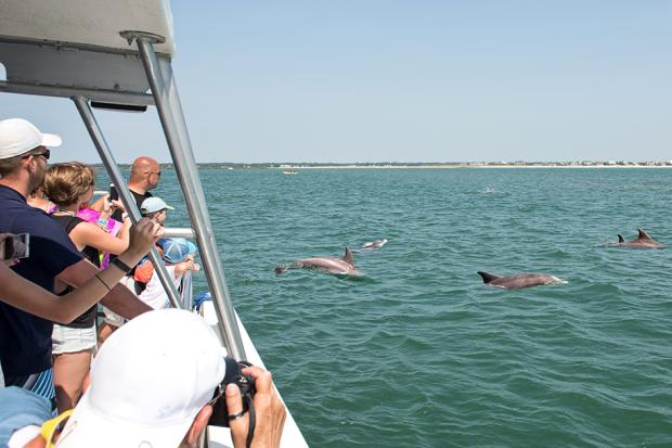 People on boat watching dolphins in the water