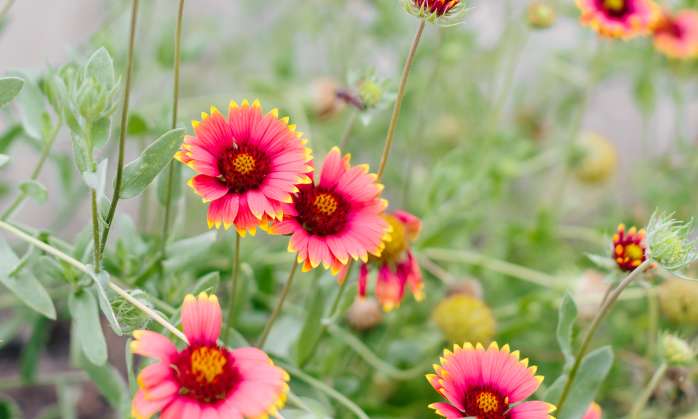 Pink flowers in a field