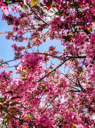 Spring Tree with Courthouse