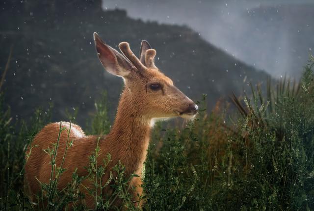 Young deer with small antlers stands amid lush greenery in light rain. Mountains and a misty sky form a serene, natural backdrop.