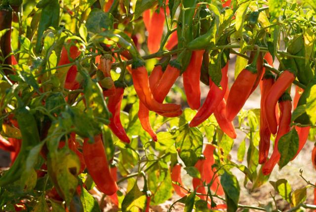 Chile peppers growing at New Mexico State University Garden