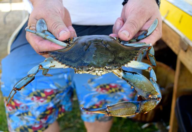 A man holds out a Maryland Blue Crab