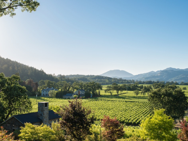 Vineyards in St. Helena, Napa Valley