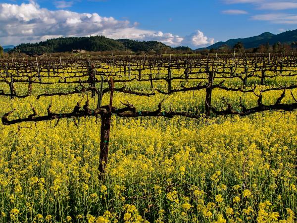 Winter vines and mustard in Napa Valley