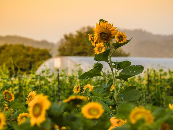 The French Laundry Garden - Emma K. Morris - Sunflowers Against Dusk Sky