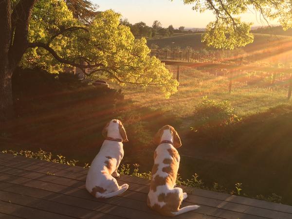 Napa Valley Woofers- Pet Friendly Wineries