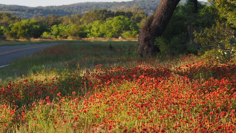 Indian Paintbrushes on Roadway with View