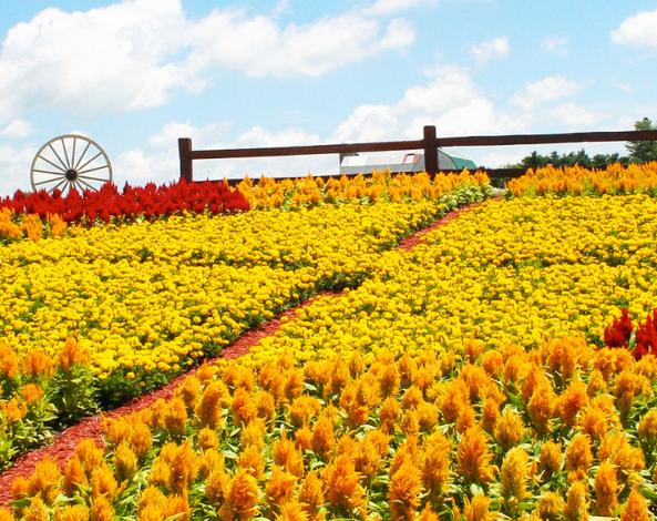Image of Quilt Gardens in Elkhart County