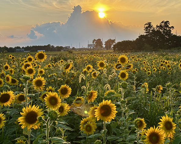 Springfield Acres