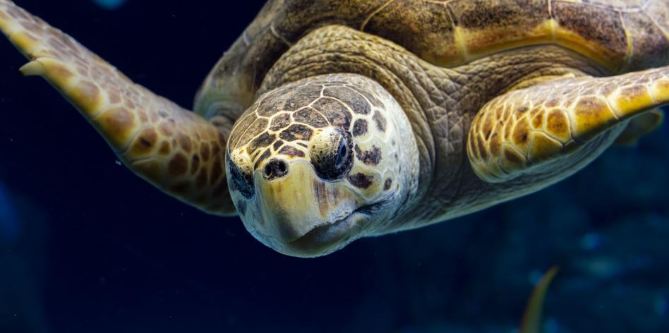 The Florida Aquarium sea turtle