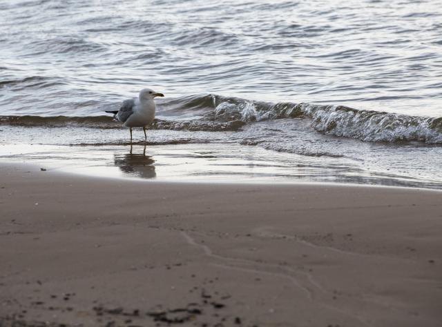 Seagull in front of the ocean at Southwick Beach State Park on Lake Ontario