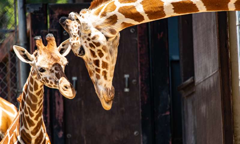 Oakland Zoo Kijiji Giraffe