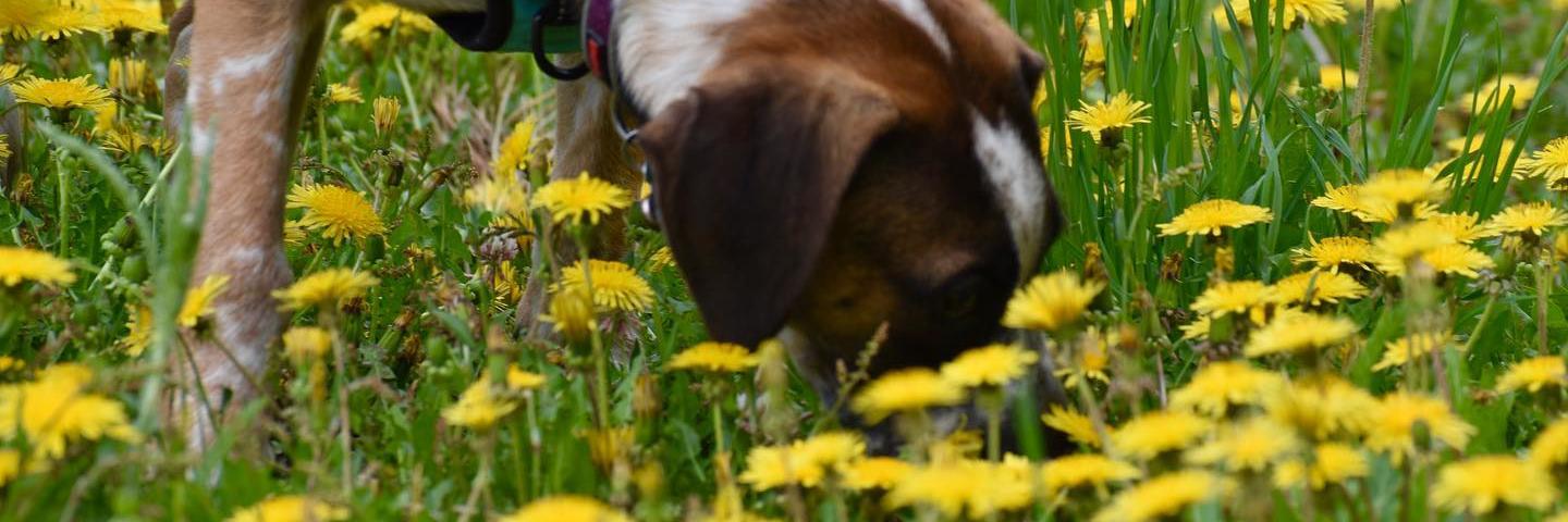 Dog in Wildflowers