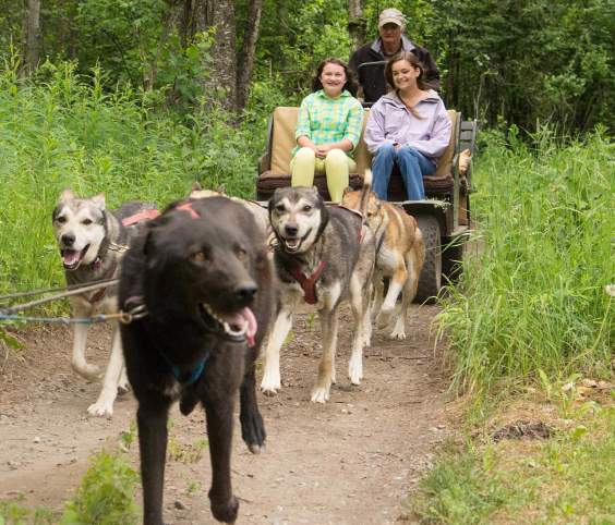Iditarod Experiences