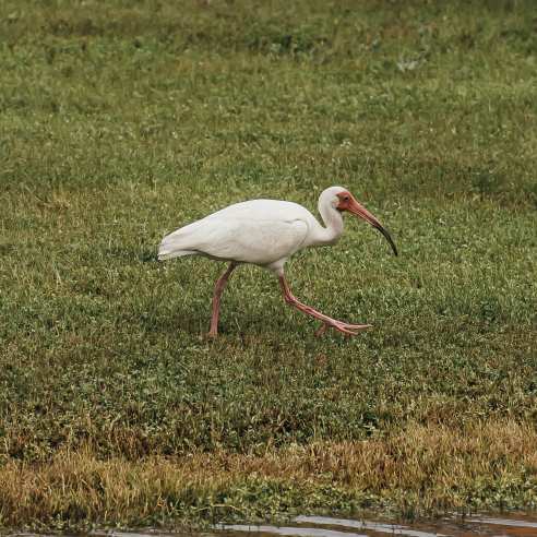 A white bird with a long orange beak wades