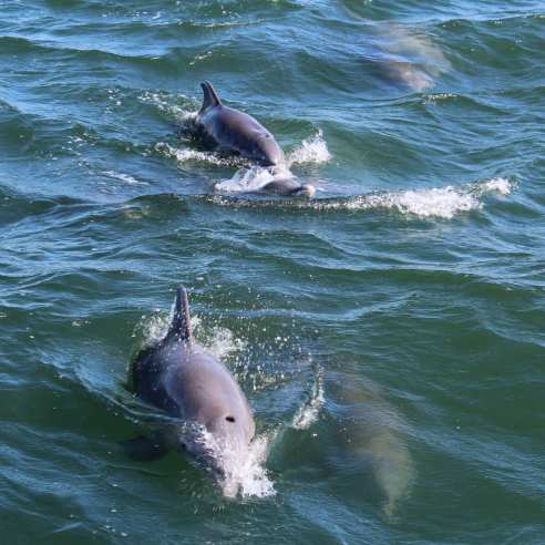 Two dolphins breach above the water. Two more are visible under the water.