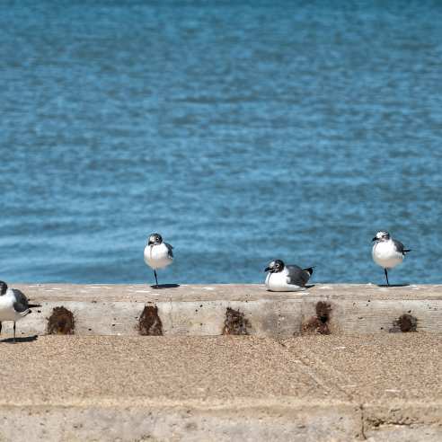Five seagulls stand in a line along a concrete barrier with the water in the background