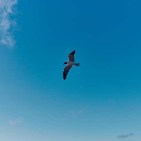 A lone seagull flies in a blue sky