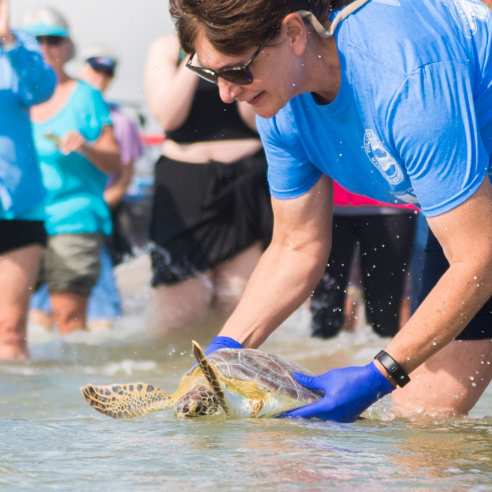 A woman in a blue shirt and gloves holds a sea turtle halfway into the water while a crowd watches in the background