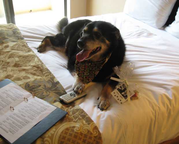Dog Friendly Poconos Find Hotels Attractions