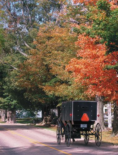 Elkhart Indiana Amish On Thanks Giving Day