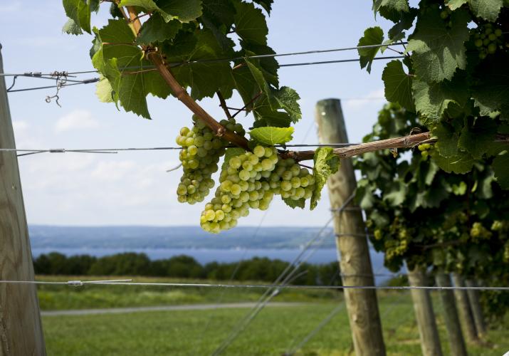 Riesling vines at Boundary Breaks with lake in background