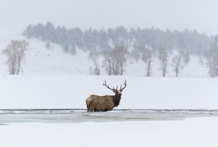 Elk in Yellowstone National Park in the snow during the winter