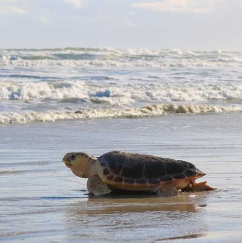 Sea Turtle on the Beach